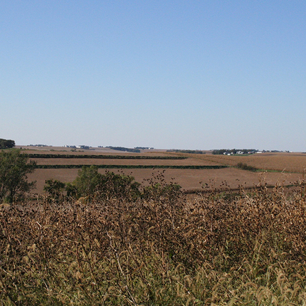 Field during harvest