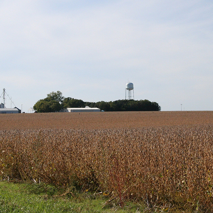 Soybean field
