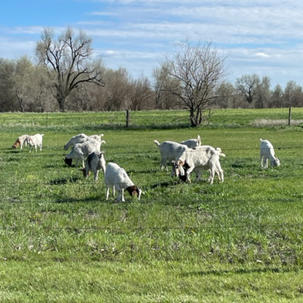 Flock of a dozen goats with white hair and long floppy ears grazing in a lush green field.