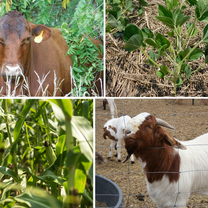Collage of photos starting with a brown cow up left hand side, and a white and brown goat on lower right side with vegetable crops in upper right and lower left sides