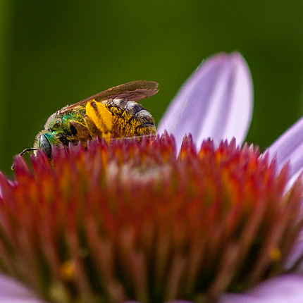 Bee on flower