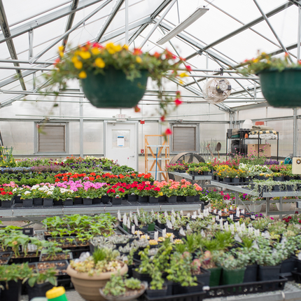 Hundreds of flowers and fresh plants in planters on tables fill a large greenhouse