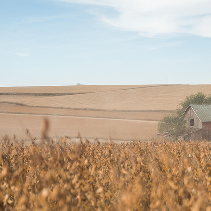Corn during harvest, barn in distance