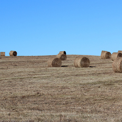 haybales in mowed field