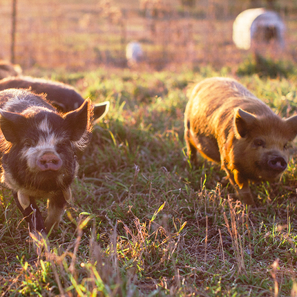 pigs running in a grass pasture