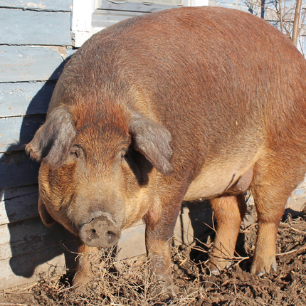 Hog