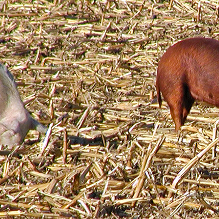 hogs in field
