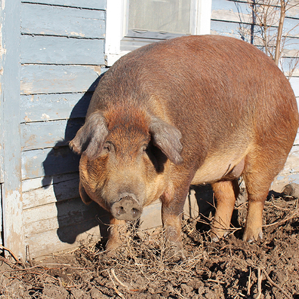 Hog in yard