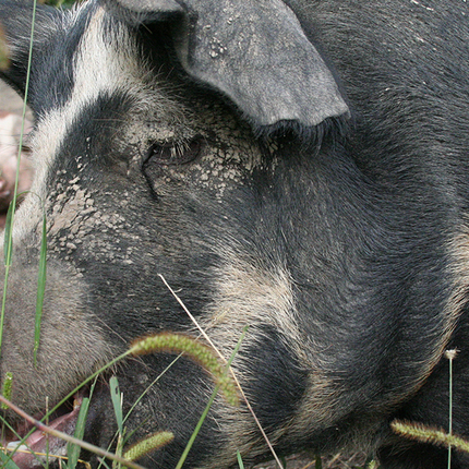 Hog