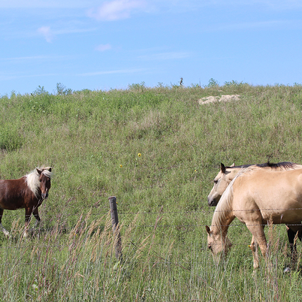 Horses in pasture