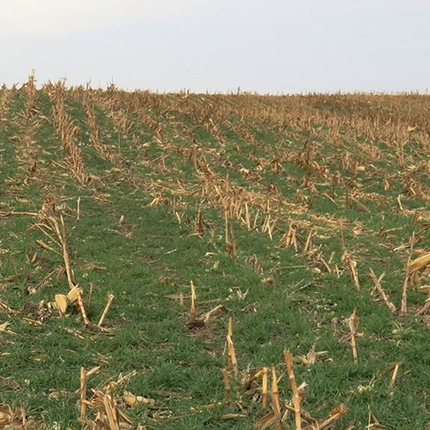 cover crop field 