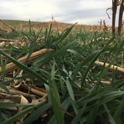 cover crop field 