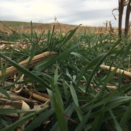 crops in grass