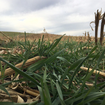cover crop field 
