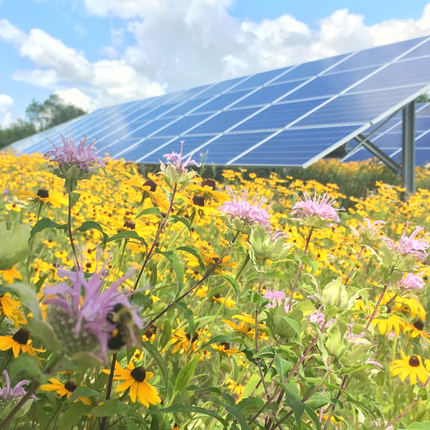 energía solar + vegetación autóctona