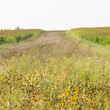 field full of native vegetation with corn on both sides