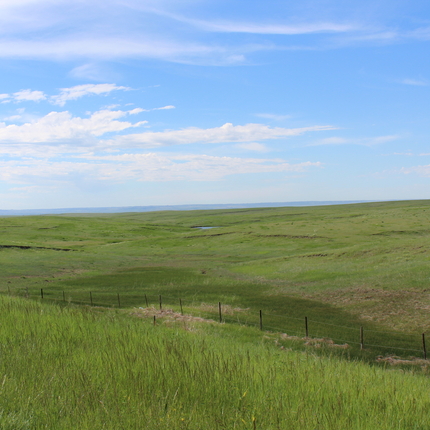 Grass pasture
