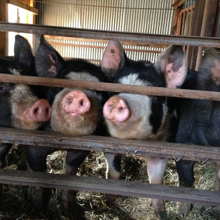 pigs