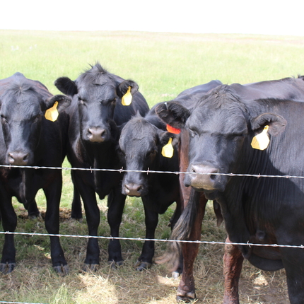 Vacas
