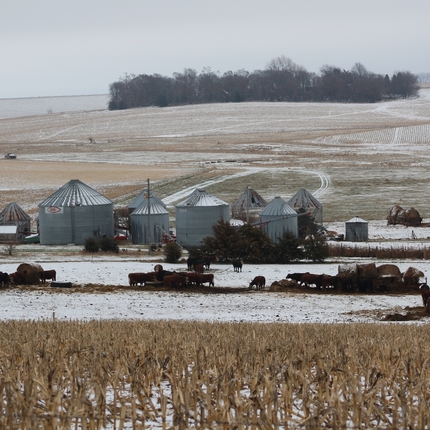 Wintery farm place with cows and grain bins