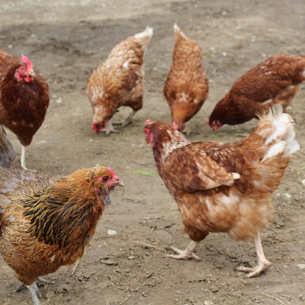pollos