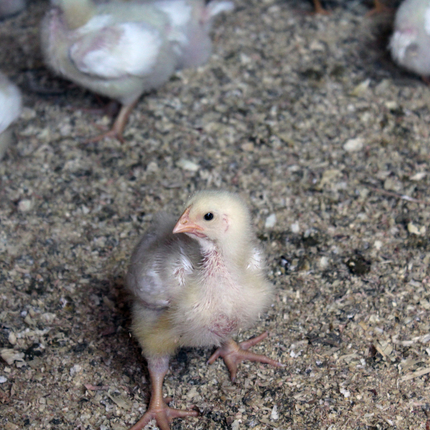 Chick
