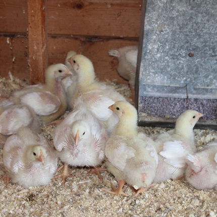 Chicks 