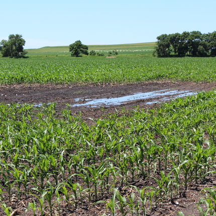 campo inundado