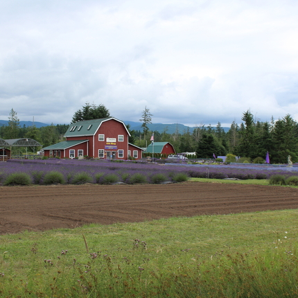 Lilac field plus barn