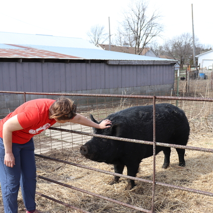 Woman pets a large black pig through a mental fence.