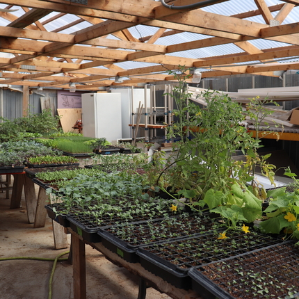 Black cells for planting are spread out on two tables with growing seedlings in an indoors structure.
