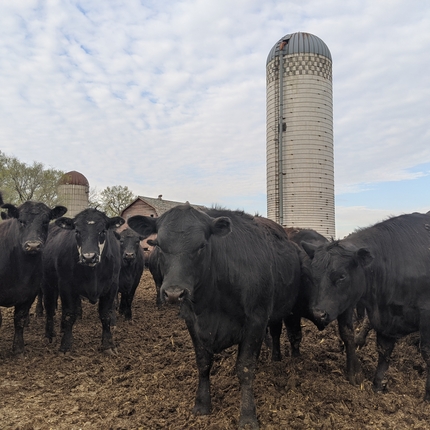 Vacas en una pequeña granja