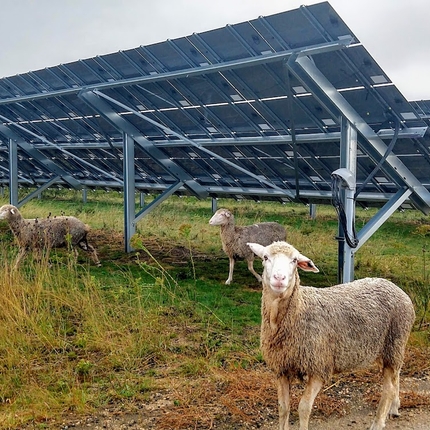 Sheep eating vegetation surrounding solar panels