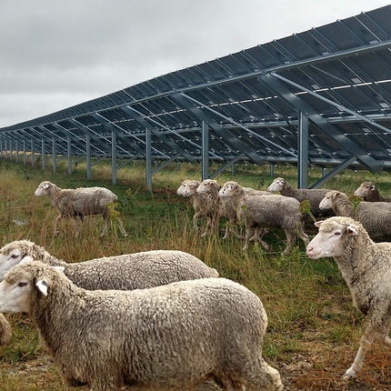 Sheep grazing below solar panels