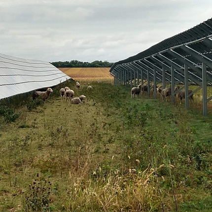 Sheep grazing between solar panels, with more of the field in the foreground