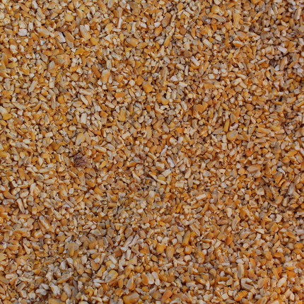 Seed corn