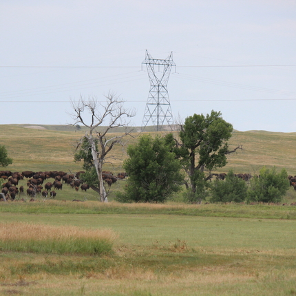 transmission line in pasture with bison