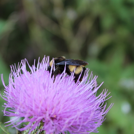 Bumble bee on purple flower