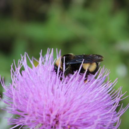 Bee on flower