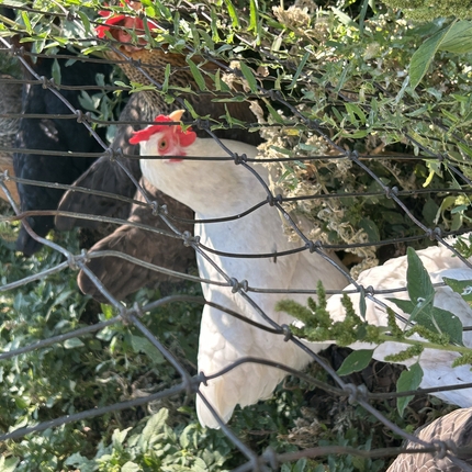 White and brown chickents behind a fence