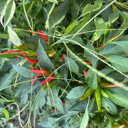 Red chili pepper plant in a garden