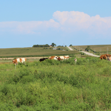 Cows in pasture