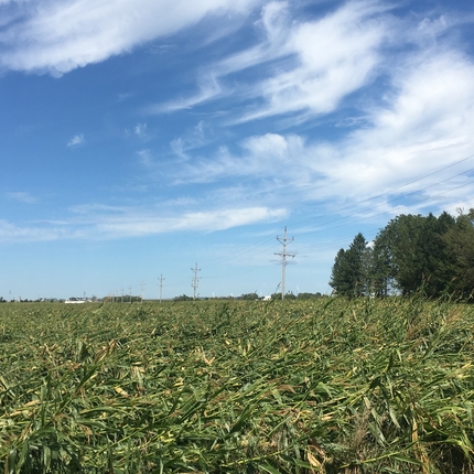 Wind damaged corn
