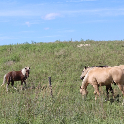 Horses in pasture