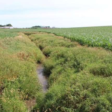 Water drainage in field