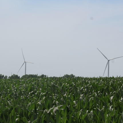Wind turbines in cornfield