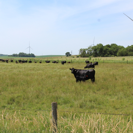 Cows in pasture with wind turbines behind