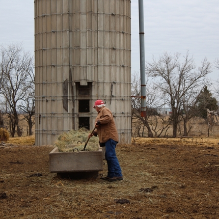 Man hauling hay for cows