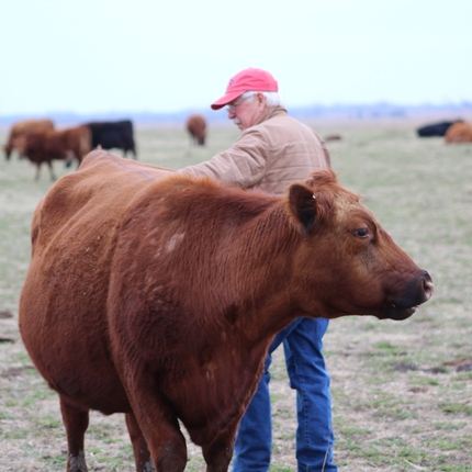 A man in a pasture running his hand along the top of a red heifer to check on pregnancy