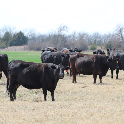 cattle at Gene Albers